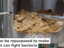 Some compounds in waste produced in the brewing process could be repurposed for antibacterial drugs. Iuri Gagarin/iStock via Getty Images